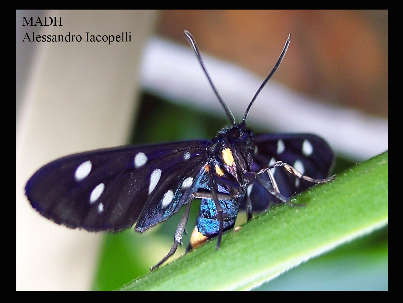 Amata phegea - il bruco coraggioso